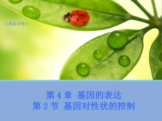【生物】42基因对性状的控制课件2（人教版必修2）
