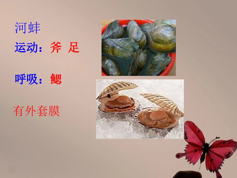 《软体动物和节肢动物》课件4_第3页