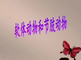 《软体动物和节肢动物》课件4