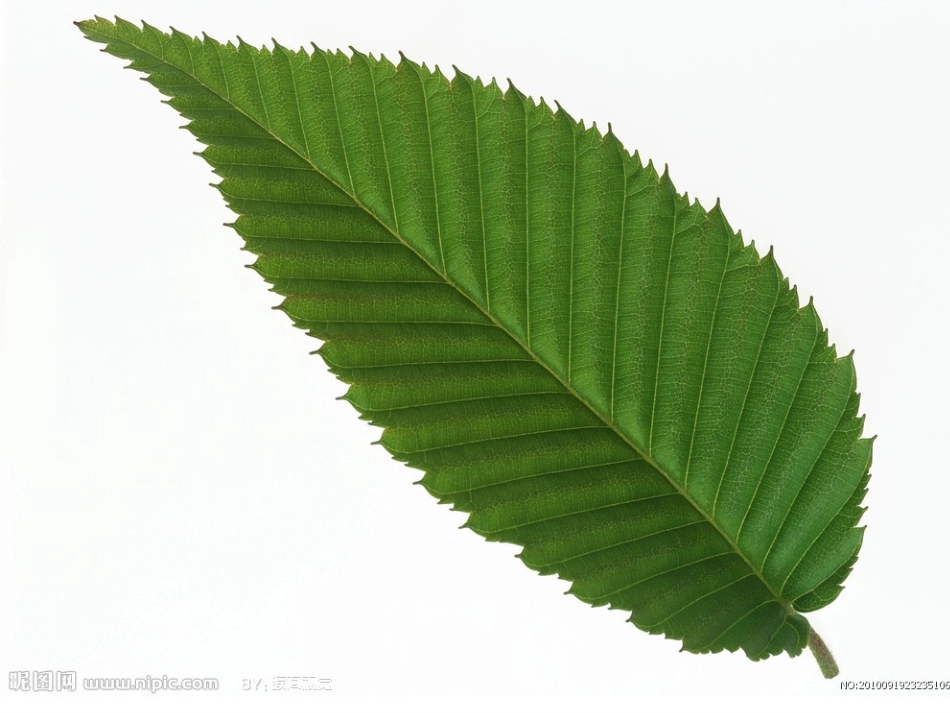 会唱歌的木叶_第1页