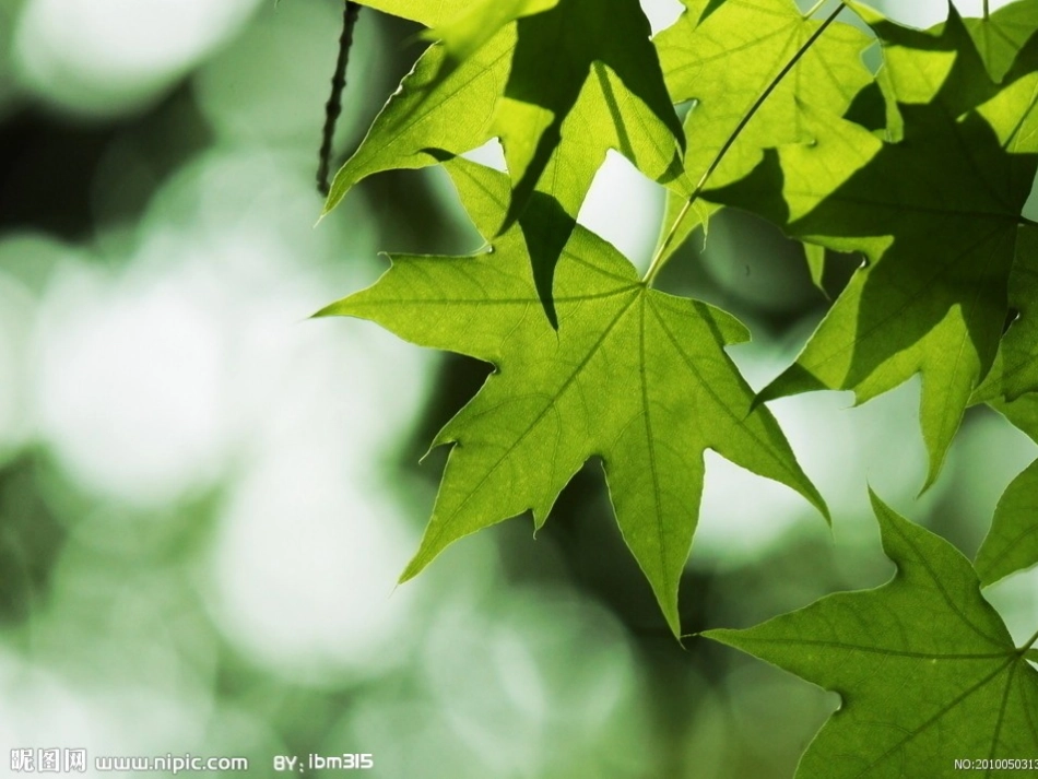 会唱歌的木叶_第2页