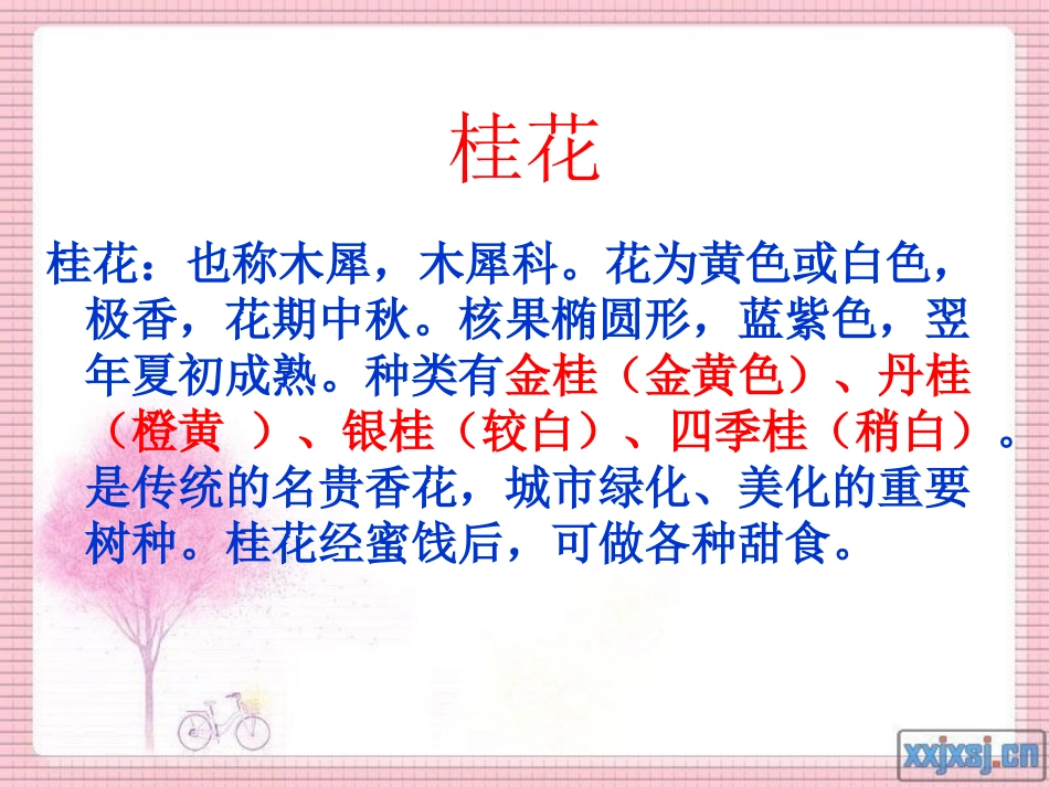 《桂花雨》PPT1_第3页