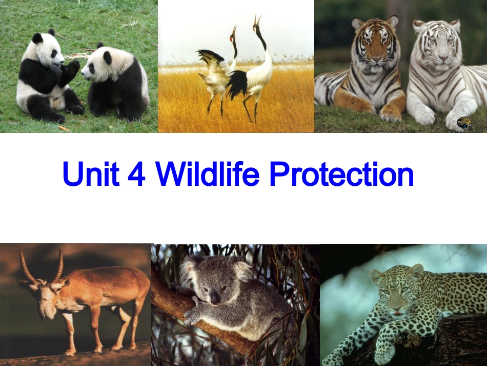 高一英语Unit4_Wildlife_Protection(PPT)_第1页