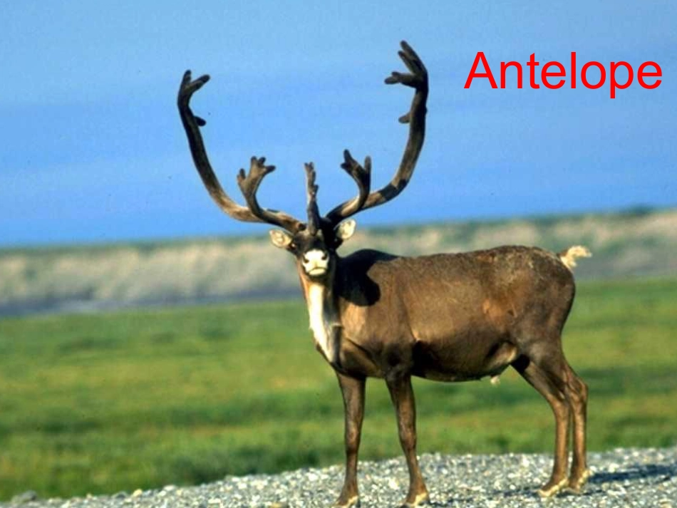 高一英语Unit4_Wildlife_Protection(PPT)_第3页