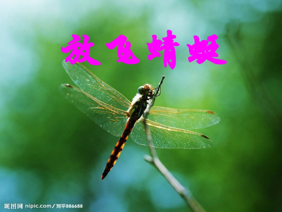 放飞蜻蜓第二课时_第1页