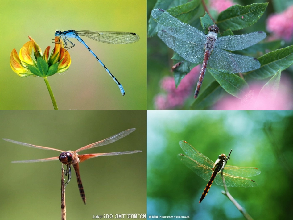 放飞蜻蜓第二课时_第2页