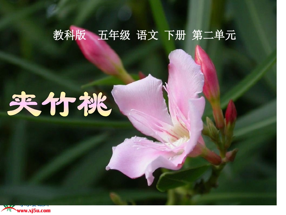 《夹竹桃》PPT课件_第1页