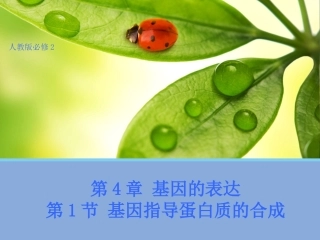 【生物】41基因指导蛋白质的合成课件1（人教版必修2）