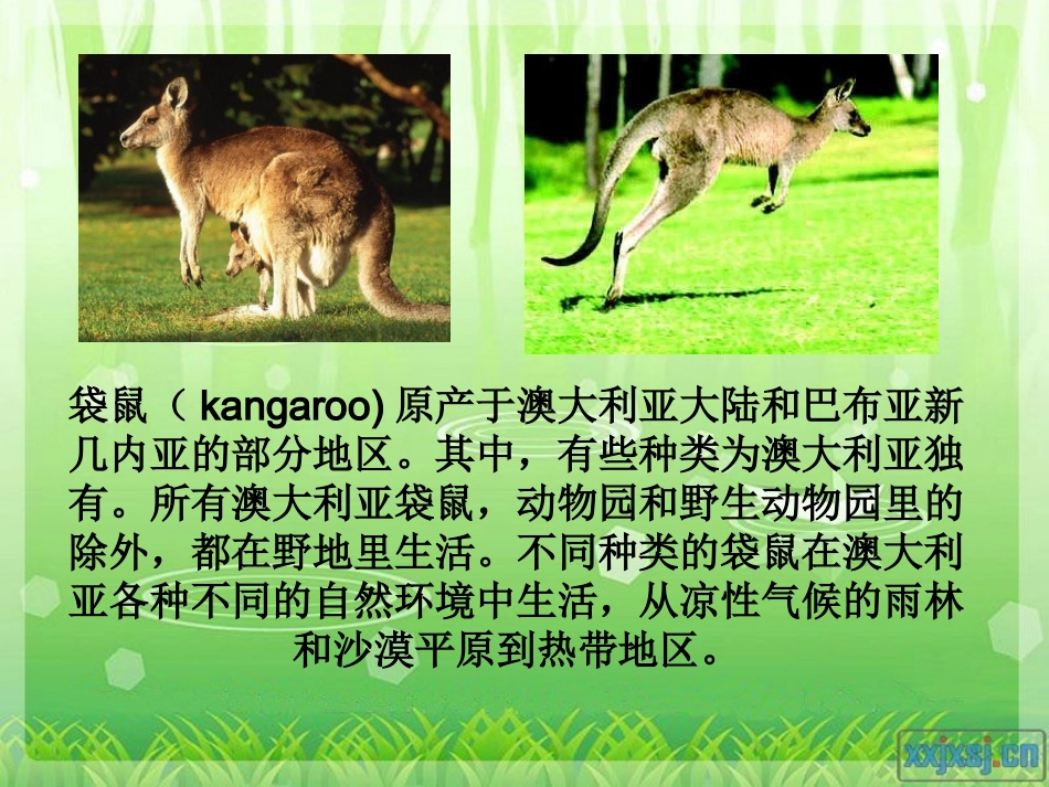 袋鼠妈妈的口袋_第3页