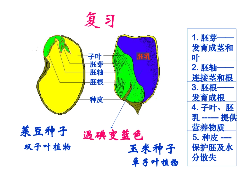 种子的萌发 (2)_第1页