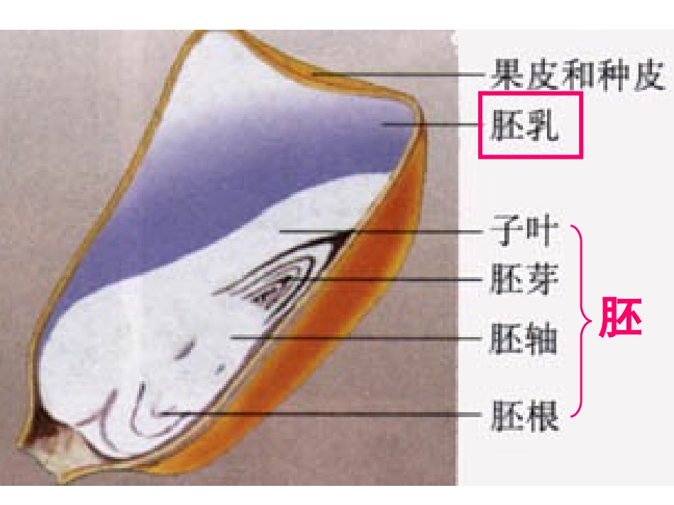 种子的萌发 (2)_第2页
