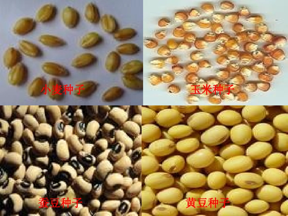 植物种子的萌发_第2页