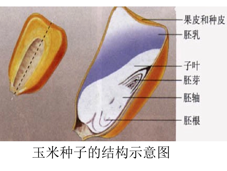 植物种子的萌发_第3页