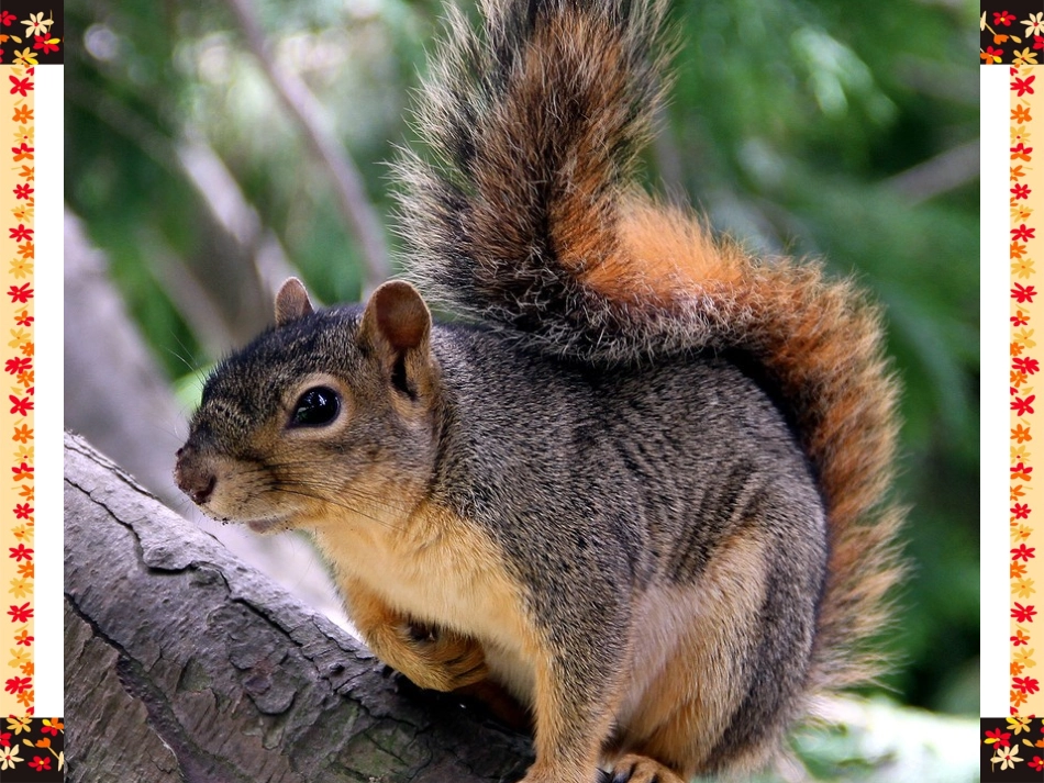 《跑进家来的松鼠》课件_第2页