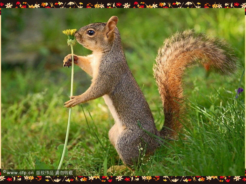 《跑进家来的松鼠》课件_第3页