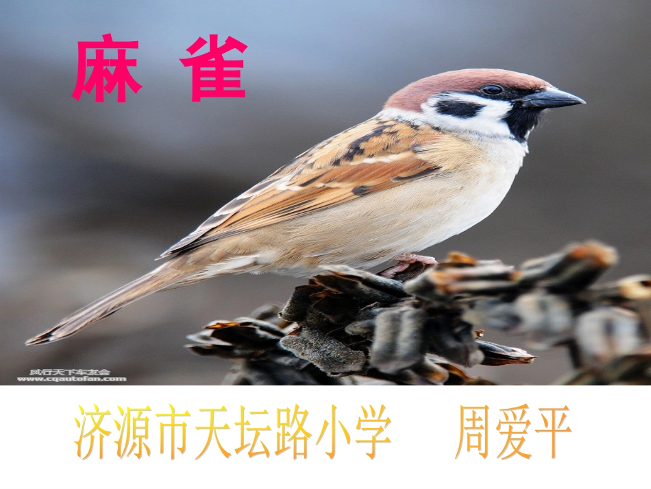 《麻雀》课件_第1页