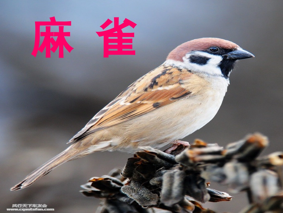《麻雀》课件_第2页