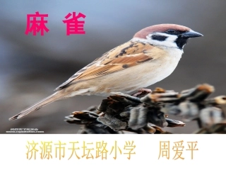 《麻雀》课件