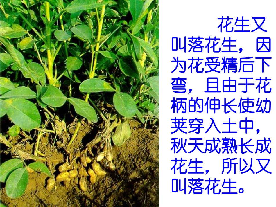 北师大版落花生郭鹏_第2页