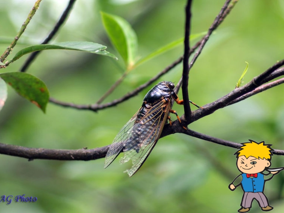 夏弟弟躲猫猫_第2页