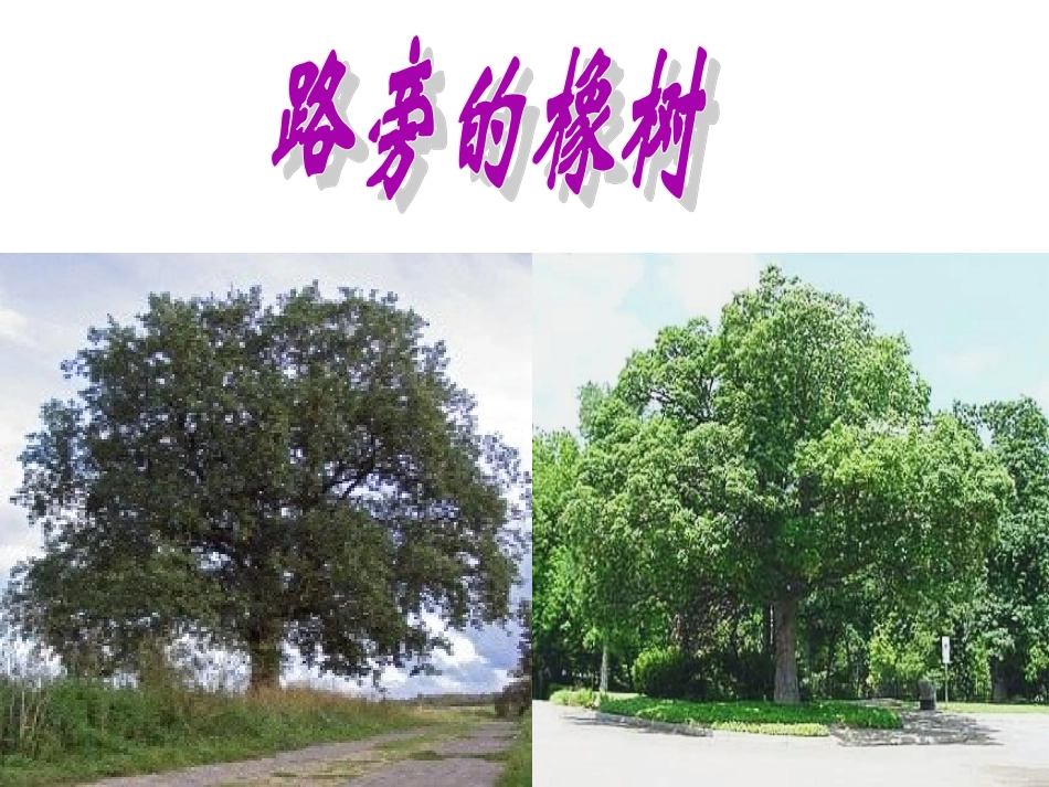《路旁的橡树》课件2_第3页