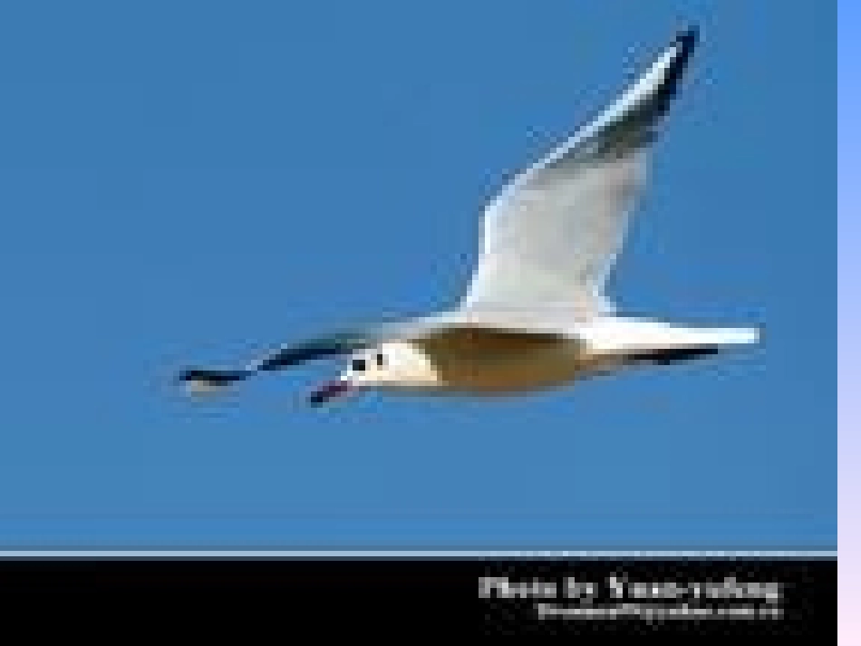 老人与海鸥1_第3页