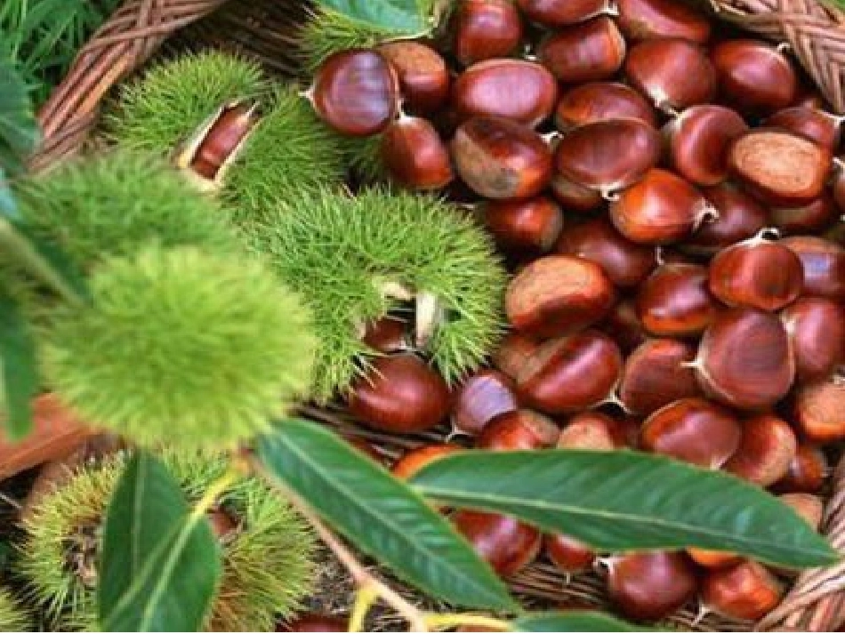 栗子大丰收课件_第1页