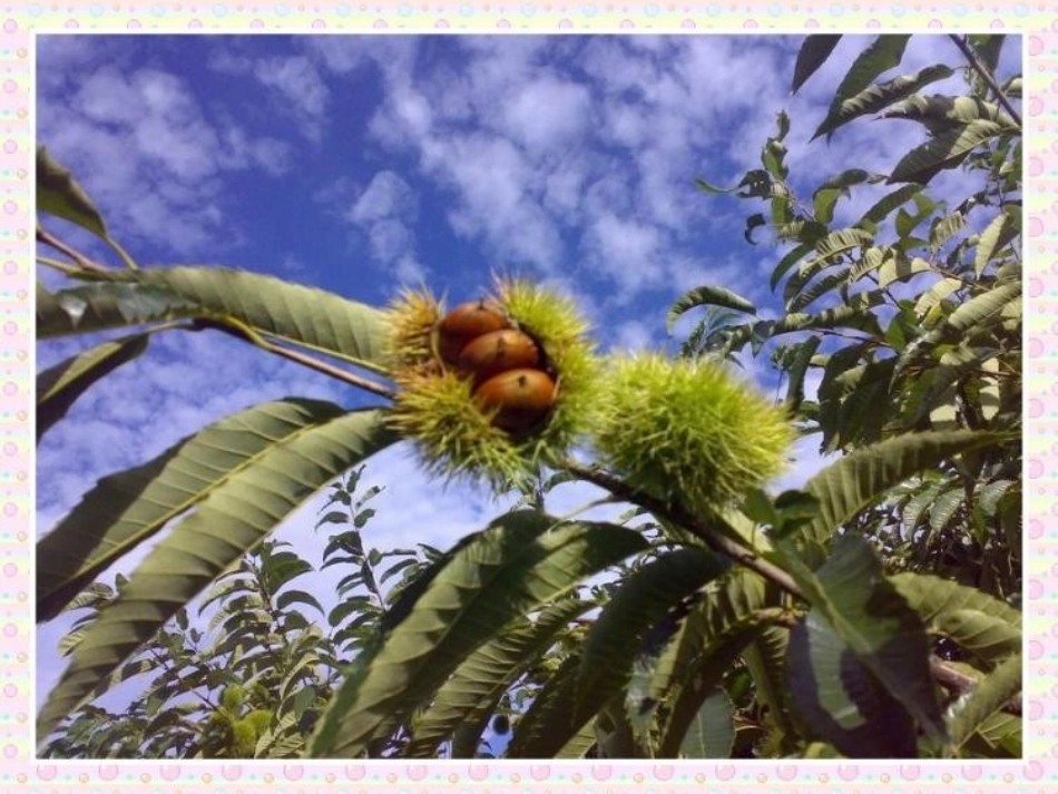 栗子大丰收课件_第3页