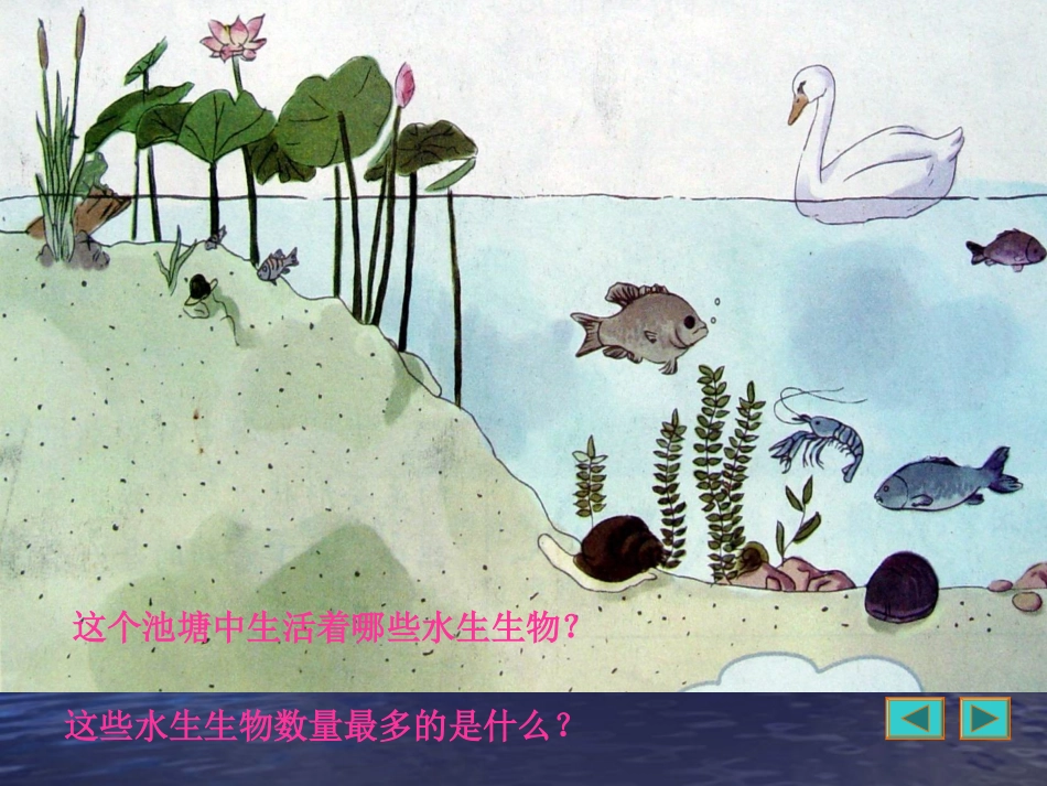 小学科学_三年级上册__金鱼1_第2页