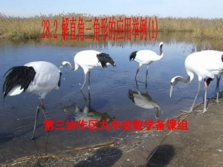 解直角三角形应用举例（1）