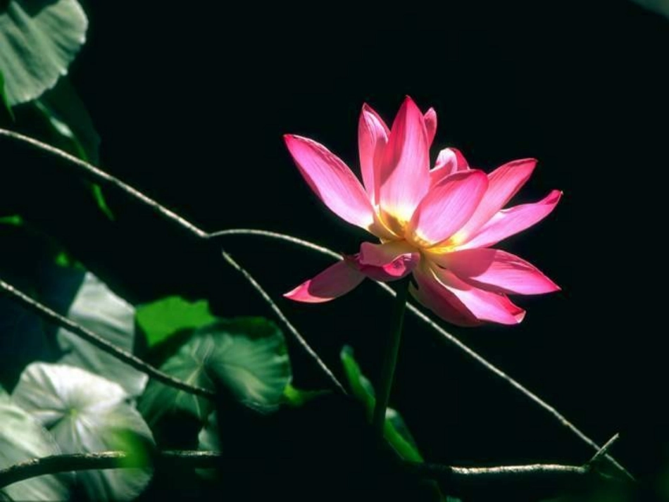 八上22爱莲说（2）_第2页