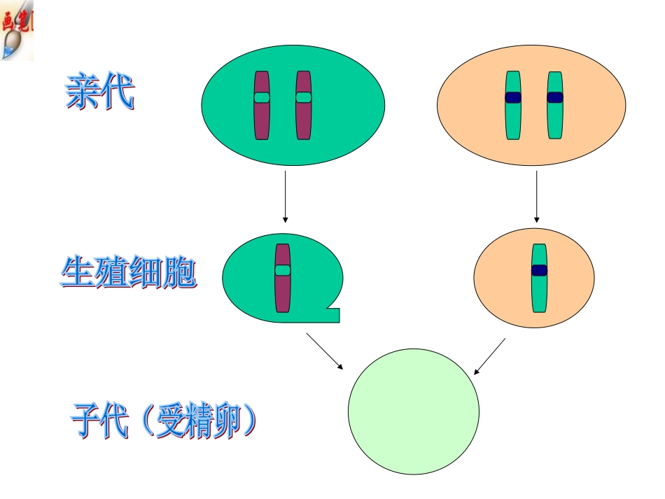 初中二年级生物下册第七单元第二章生物的遗传和变异第三节基因的显性和隐性第一课时课件_第3页