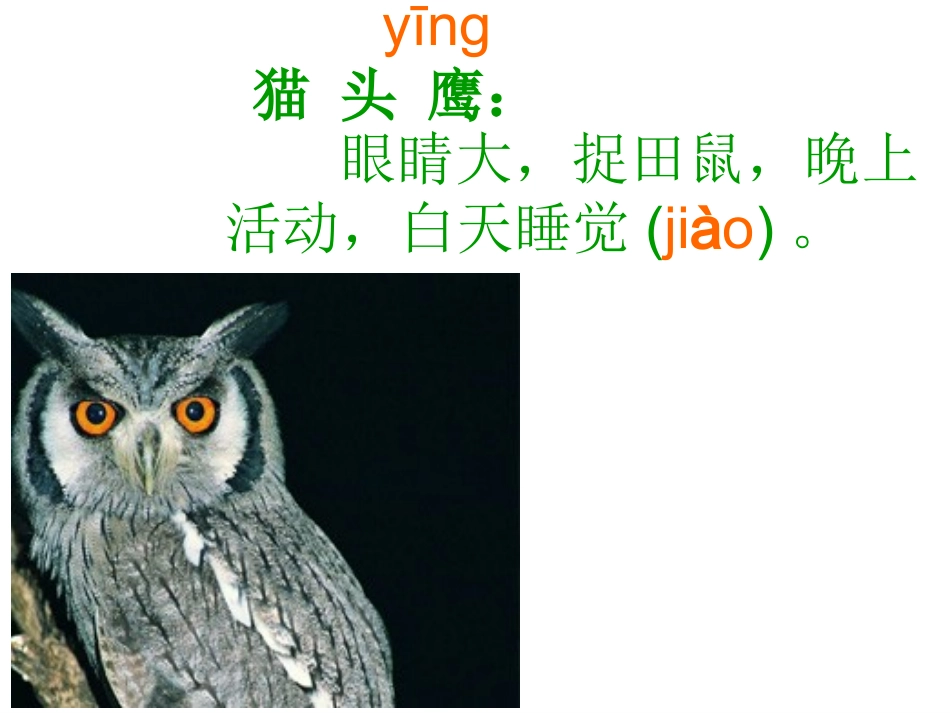 让猫头鹰好好睡觉_第3页