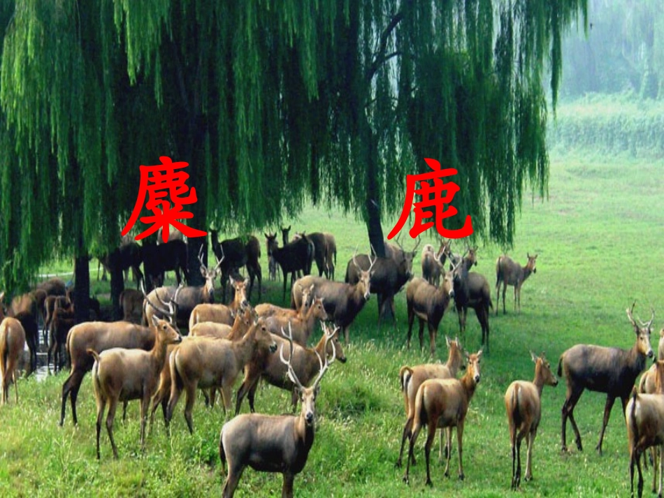 麋鹿课件（苏教版六年级语文上册）_第1页