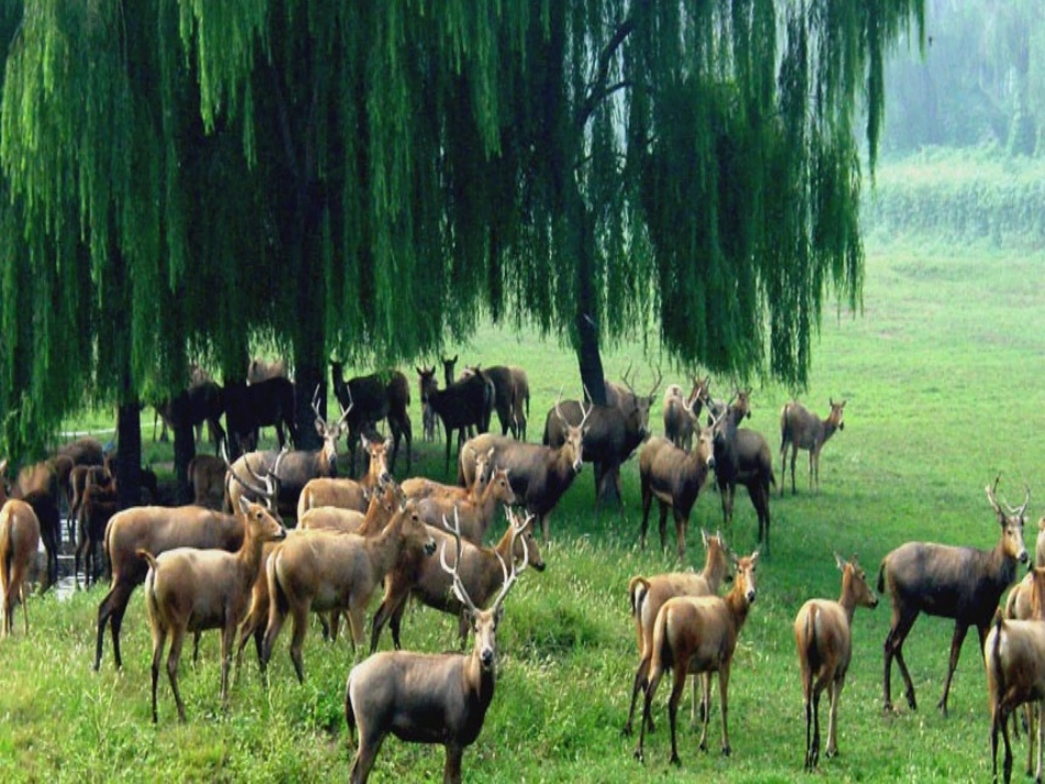 麋鹿课件（苏教版六年级语文上册）_第2页