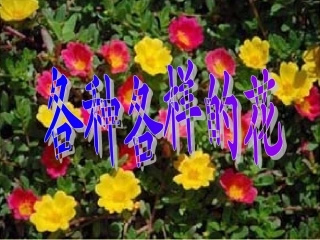 火炬学校郭桂娟各种各样的花