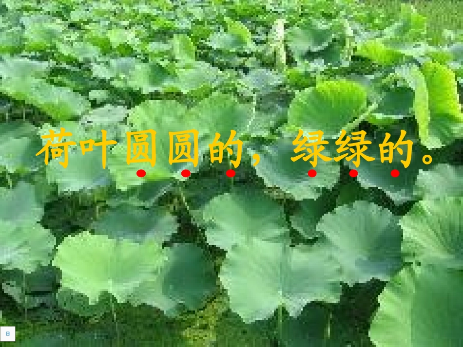 《荷叶圆圆》公开课_第2页