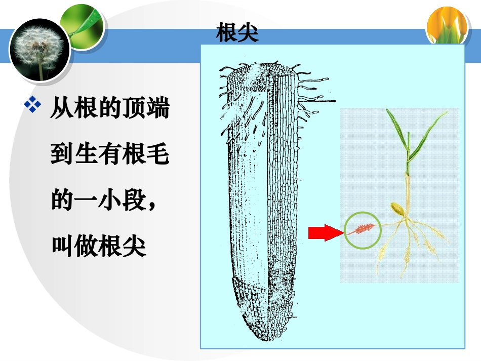 《植株的生长》参考教学课件1_第2页