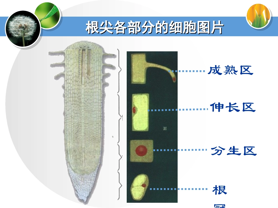 《植株的生长》参考教学课件1_第3页