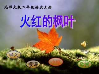 火红的枫叶课件3