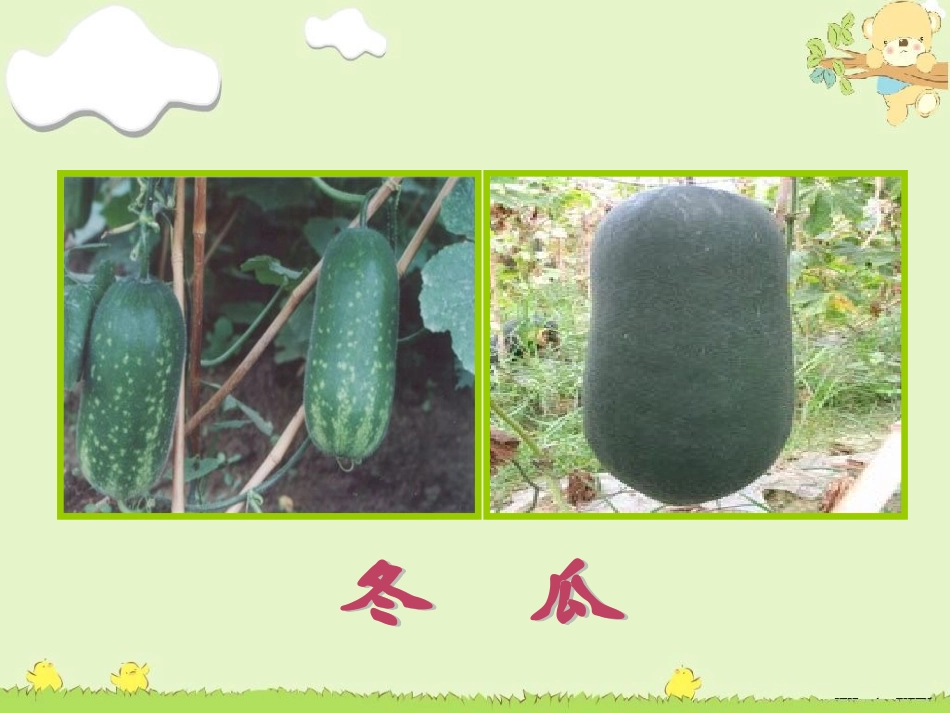 人教新课标音乐三年级下册《冬瓜和南瓜》PPT课件之三_第2页