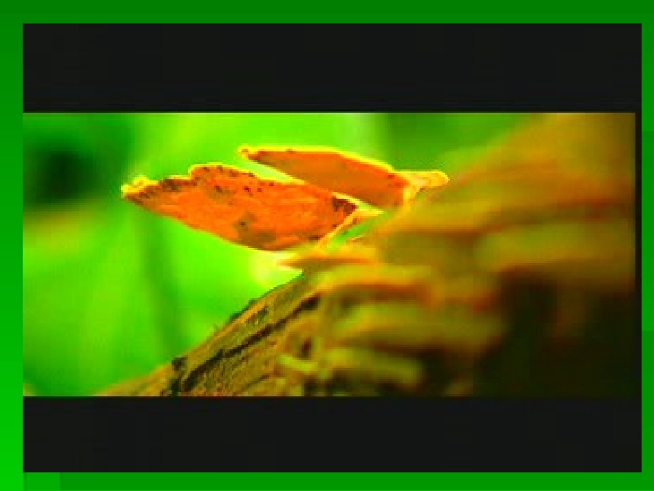 细菌与真菌总复习_第2页