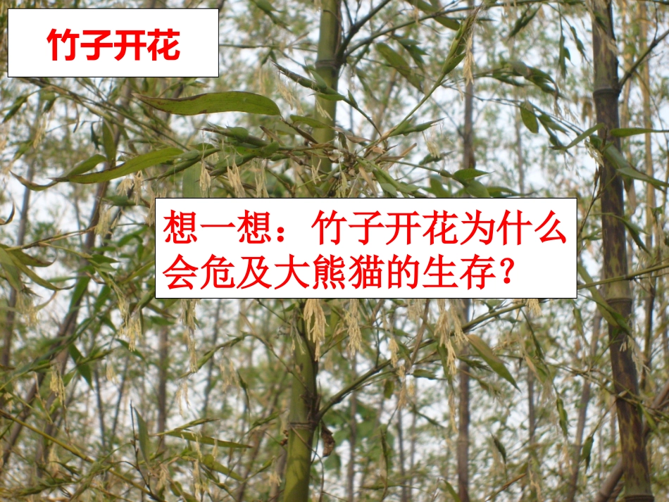 年级下册第一章第一节植物的生殖_第3页