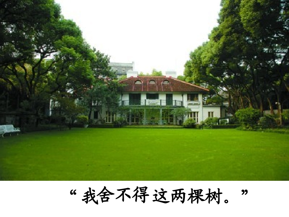 宋庆龄故居的樟树lr_第3页