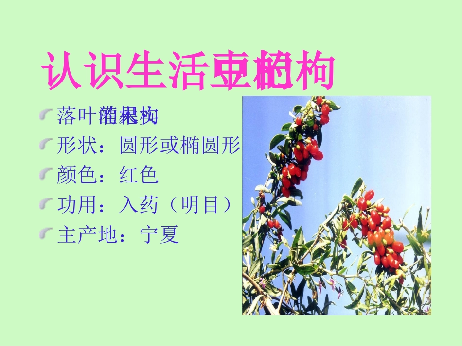 三颗枸杞豆1_第2页