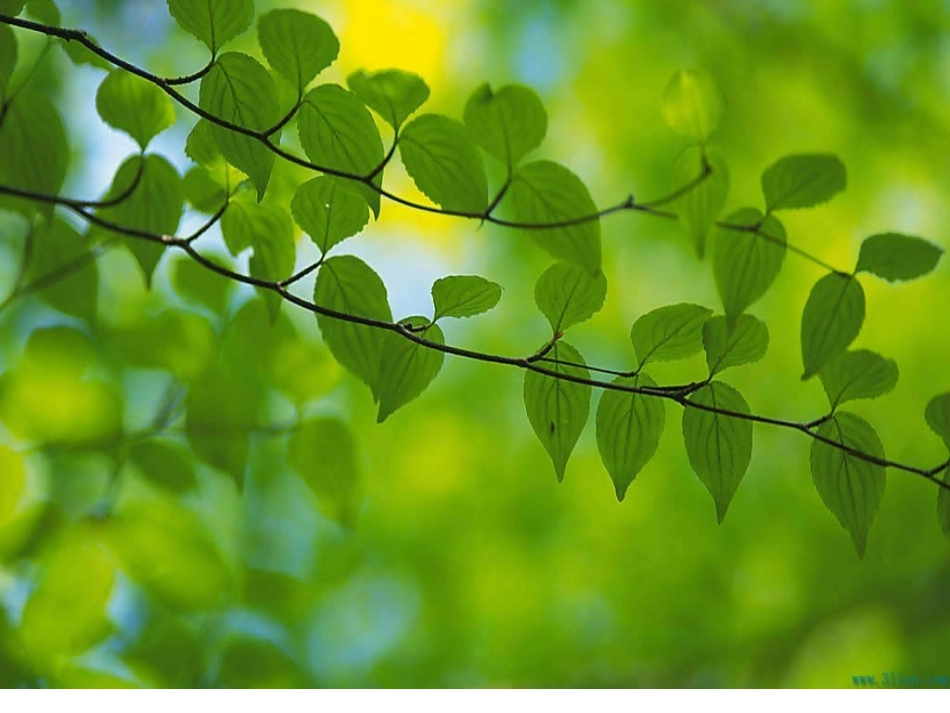 会唱歌的木叶完稿_第3页