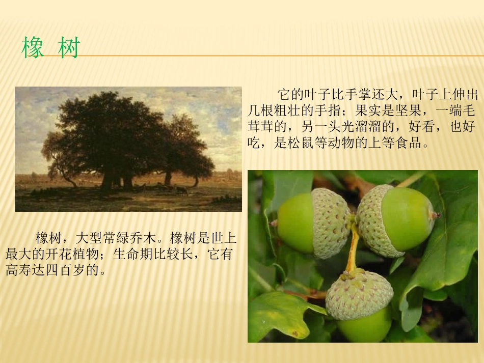 三年级语文下册第二组8路旁的橡树课件_第2页