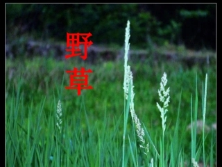 野草课件PPT下载北师大版六年级语文下册课件