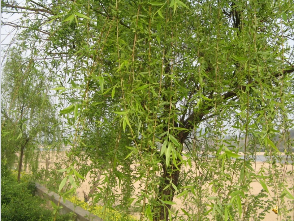 二轮复习断句_第1页