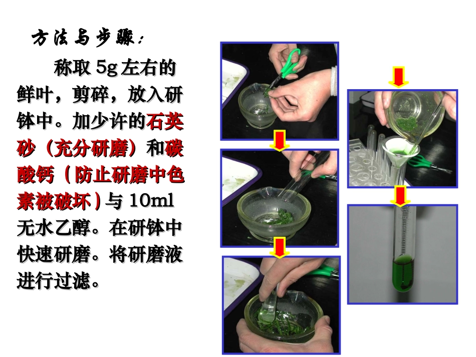 高一生物必修1_能量之源光与光合作用_课件 (2)_第3页